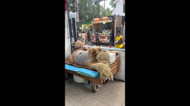 Pampered dog enjoys VIP treatment at restaurant in Sichuan, China