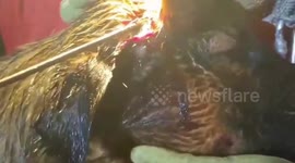 Rescue team saves pet dog impaled by fishing dart