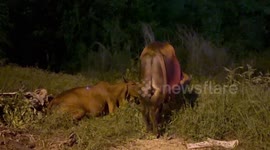 Grief-stricken calf guards mother cow after being hit by pickup truck