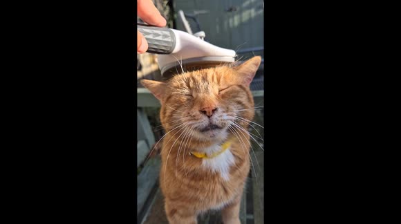 My senior ginger female cat enjoying a nice grooming session