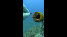 Cannon Fish Refuses Offering