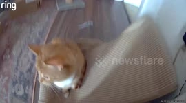 Orange Cats Knock Over Camera