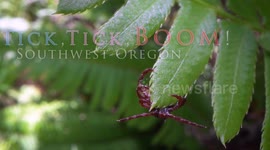 Massive Tick Population In Oregon