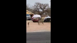 She Has a Hump in Her Back Now