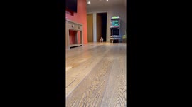 Super cute and Fluffy Maltipoo puppy playing with a pink balloon.