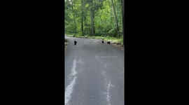 Mother bear and cubs casually stroll towards family in doorless jeep