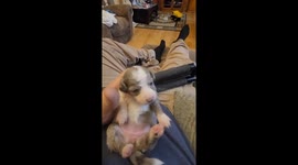 My favorite puppy that my ausiedoodle just had!