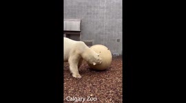 Polar Bear Siku Enjoys Giant Smiling Enrichment Ball Treat