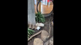 Blind Opossum Murray Tackles Puzzle Feeder With Determination