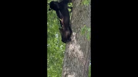 Wandering Black Bear Rescued From Tree, Relocated Safely