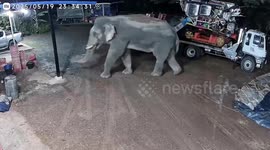 Hungry elephants caught on CCTV raiding home in Thailand