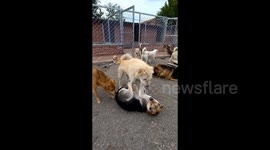 Canine dubbed 'dog king' goes viral for silencing aggressive hounds with just a stare