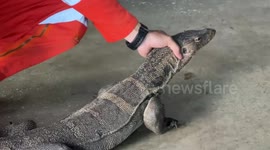 Massive monitor lizard spooks tourists at restaurant
