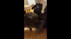 Male cat acts like a king while the poor dog stays nervous