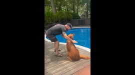 Nala the Golden Retriever has her first swim of the season…