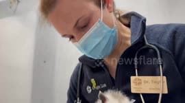 Orphaned Baby Opossum Finds New Home at Oregon Zoo