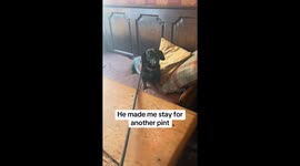 Stubborn dog refused to leave pub... owner more than happy to oblige