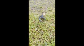 Scorpion,Sabah,Kiulu-Rondogung,JoliusMunsin, Tropical, insect