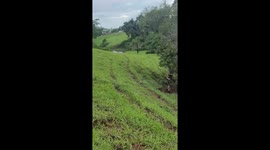 Man slips while picking mango in Goiás, Brazil