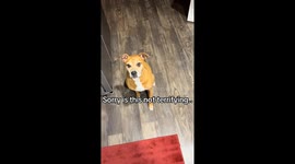 Creepy or clever? Dog takes bone and walks backwards like a human!