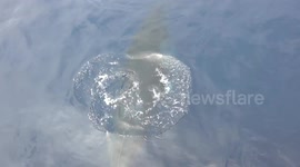 US: Incredible Encounter As Curious Minke Whales Surround Whale Watching Boats Off Newport Beach