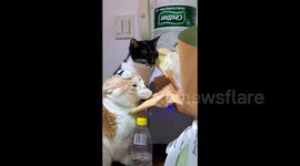 Bossy cat covers another feline's mouth to stop it from eating its food