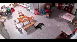 Tire crashes into house, startling people and dog in Hunan, China