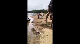 Elephant pulls out SUV stuck in muddy riverbank