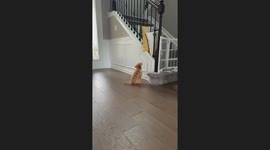 Determined mini Goldendoodle outsmarts mom’s DIY stair blockade