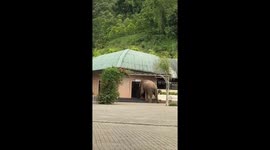 Wild Elephant Strolls Through University Canteen in Assam, Leaves Students in Awe