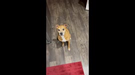 Dog walks backward with treat in mouth in Dallas, Texas
