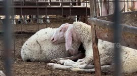 Prolonged Israeli blockade casts pall over Gaza's upcoming Eid al-Adha