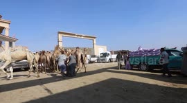 Egypt: Egyptians flock to largest camel market ahead of Eid al-Adha