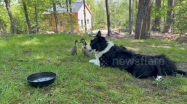 Puffin the border collie embraces farm life, bonds with duckling duo in rural New Hampshire
