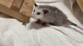 US: Tiny Rescued Opossum Named Nigel Finds Hope And A New Home At Oregon Zoo
