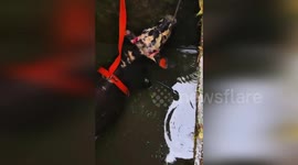 Colombia: Cow Rescued From Stormwater Manhole In Dramatic Rescue By Police And Civilians