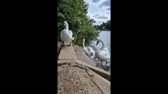 Swan suddenly slips off of step, surrounded by other swans at riverside
