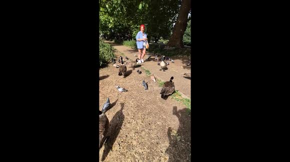 Rush hour at the riverbank - A lively crowd of ducks and pigeons race in for snack time, turning a quiet riverside into a bustling bird buffet