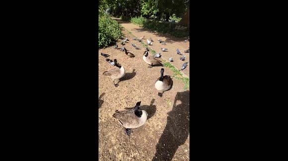 Rush hour at the riverbank - A lively crowd of ducks and pigeons race in for snack time, turning a quiet riverside into a bustling bird buffet