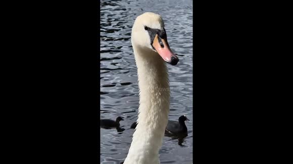 Beautiful swan stands by the riverside and seems to be hissing?!