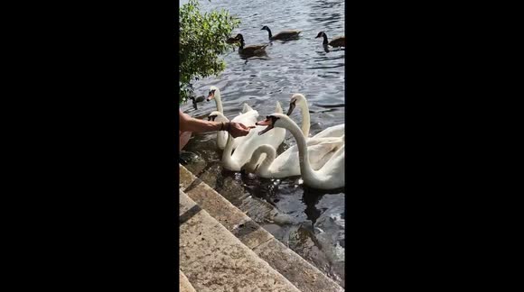 A flock of Swans being fed by a woman on the Canbury Gardens riverside.