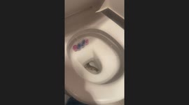 Who threw the crocodile down the toilet?