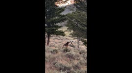 Bear curiously inspects camera in Yellowstone National Park, Wyoming, USA