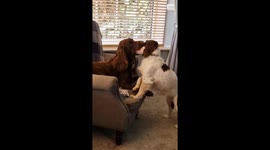 'She Doesn't Give Up!' - Doggo displays INSANE persistence while trying to get her favorite ball