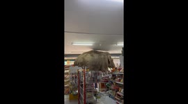 Elephant looking for food gets stuck in supermarket in Thailand