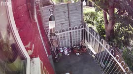 Caught on Camera: Squirrel Stages Daring Bird Feeder Heist While Pigeon Acts as Feathered Accomplice