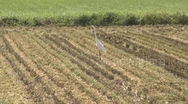 Japan: Japan's insufficient production, poor harvests lead to rice price hikes: expert