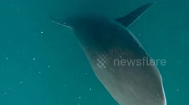 Huge shark comes out of the depths and bumps diver to show dominance
