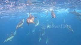 Large pod of common dolphins pass close by me to create the most beautiful scene