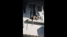Wild monkeys try to enter residence houses through windows